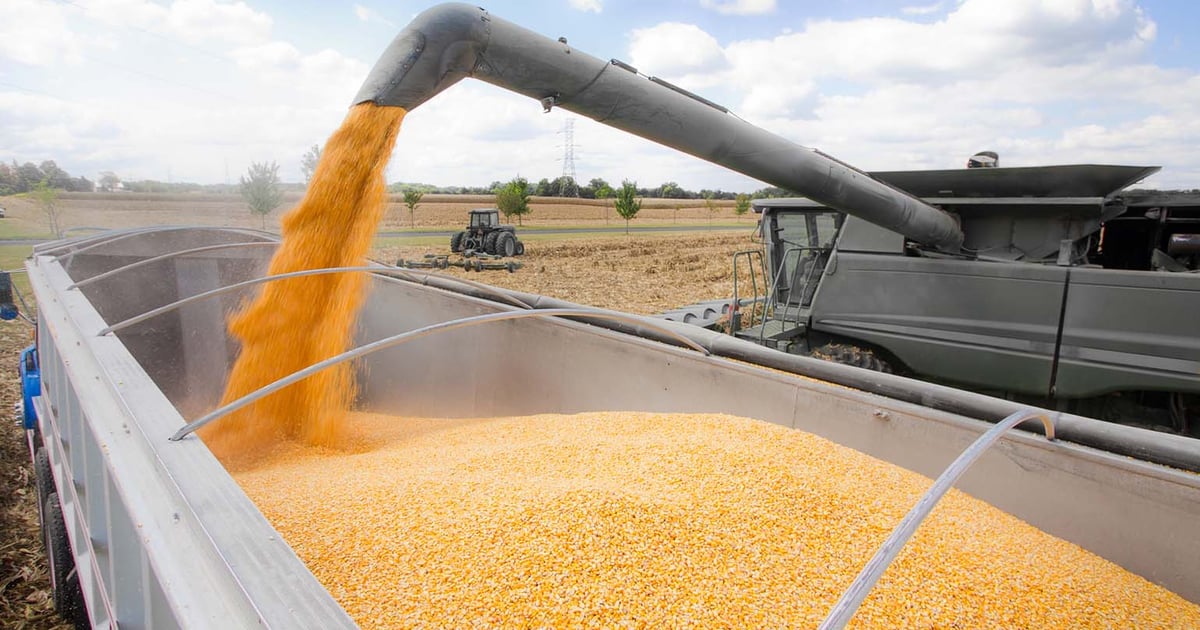 Export Sales: Corn carves out record-breaking results