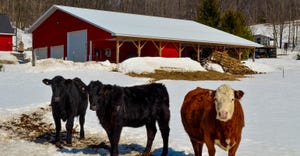 Three cows appear in snow covered pasture area outside a dairy barn