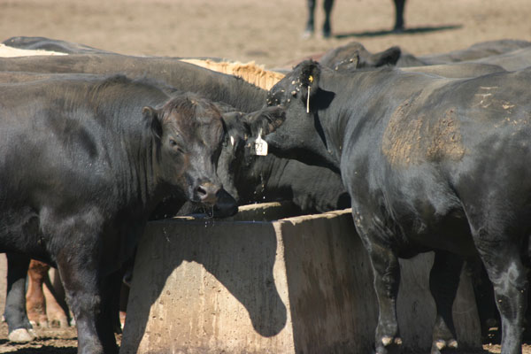 Beef Cattle eating at bunk, Angus, Black cattle