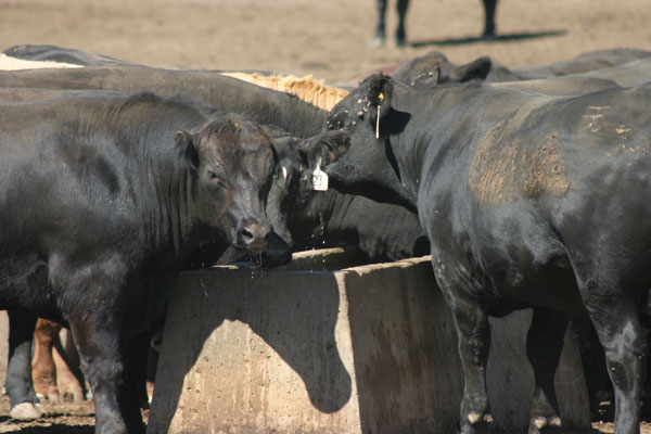Beef Cattle eating at bunk, Angus, Black cattle Beef Cattle eating at bunk, Angus, Black cattle