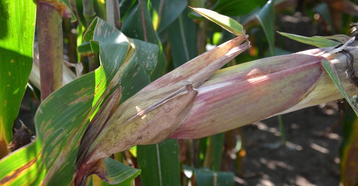 ear of corn with looser husks