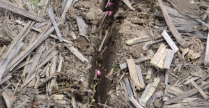 open seed slot in newly planted soybean field