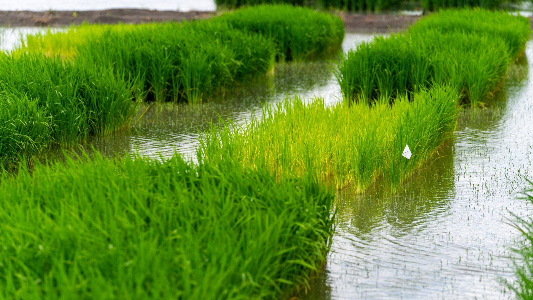 flooded rice field