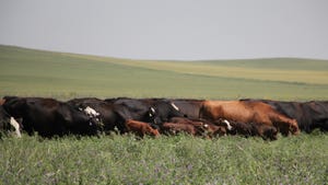 cows grazing a field