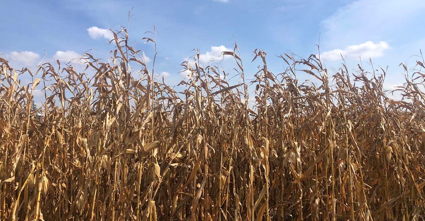 Dry corn in a field against blue sky