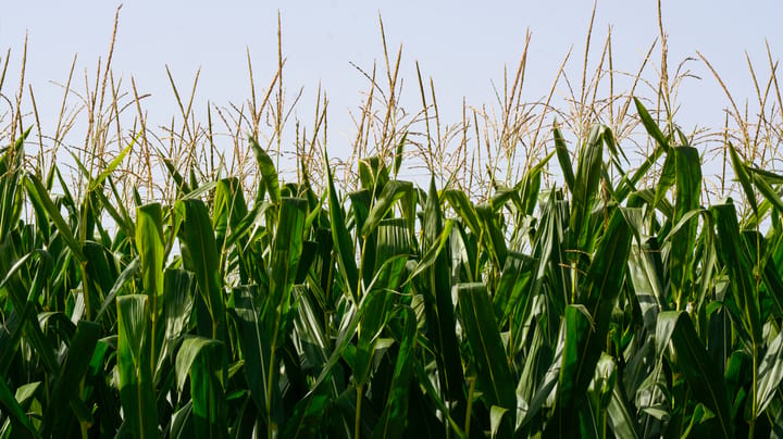 $450,000 state grant funds new corn mill in Quincy