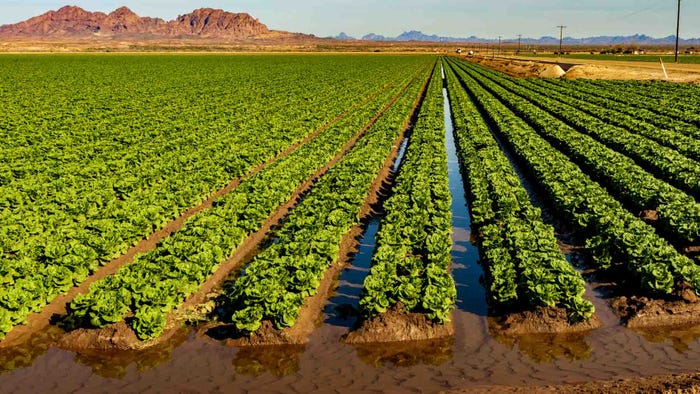 Leafy greens production