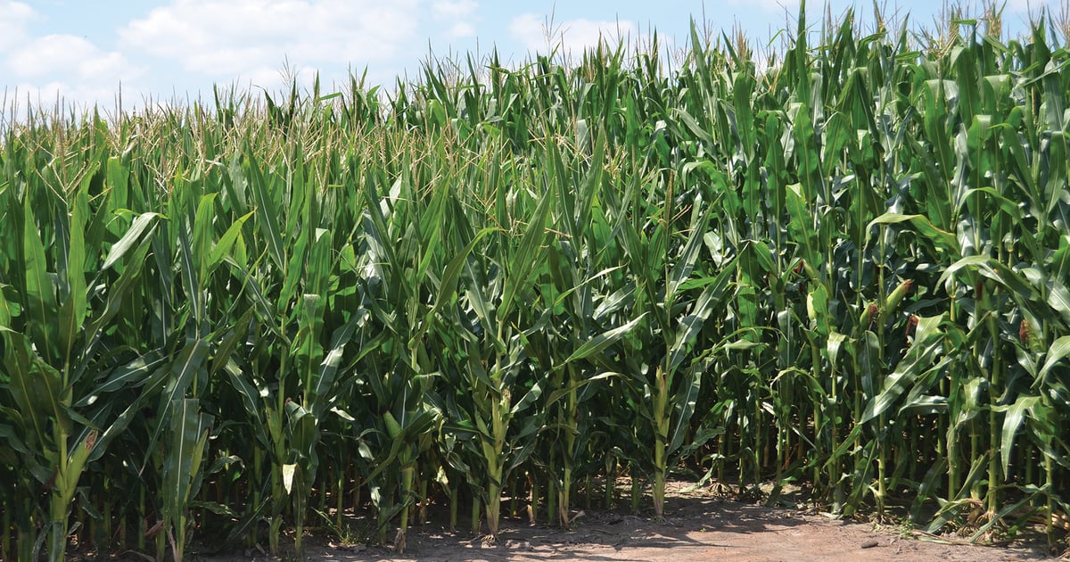 Bayer unveils short-stature corn system at Husker Harvest Days