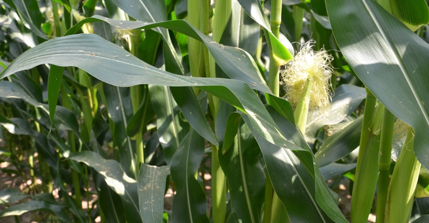 ear of corn on cornstalk
