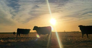 swfp-shelley-huguley-cattle-sunrise-21.jpg