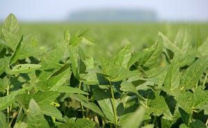 soybean-plants-staff-dfp-0288.jpg