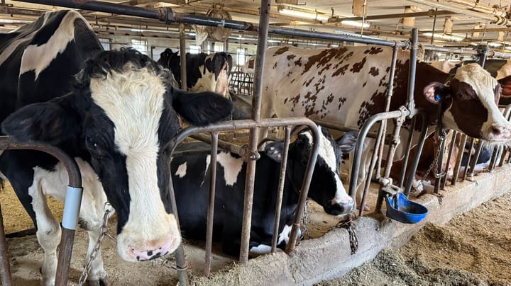 As dairy expansion clears hurdles, questions remain about project’s impact