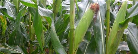 corn-close-up.jpg
