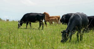 Cattle roaming through a pasture