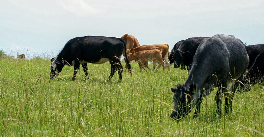 Cattle roaming through a pasture Cattle roaming through a pasture