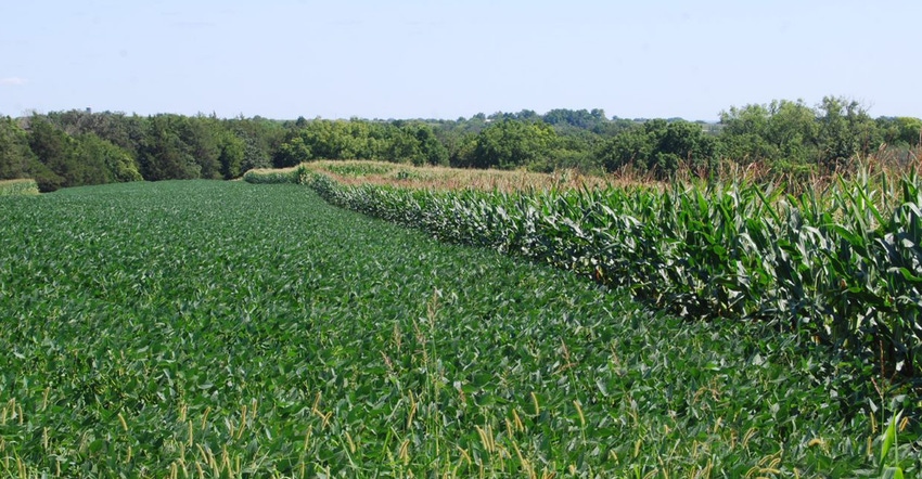 corn and soybean field