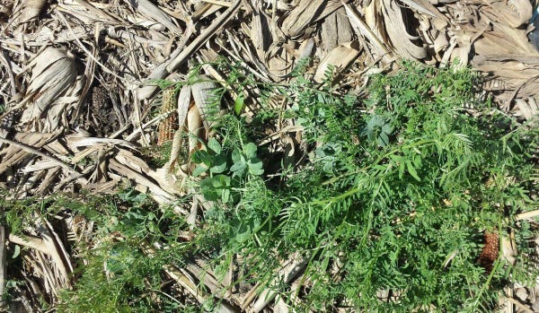 Figure 5. Legume mix -(hairy vetch and Austrian winter pea)- before soybean at Mead, -April 25, 2016..