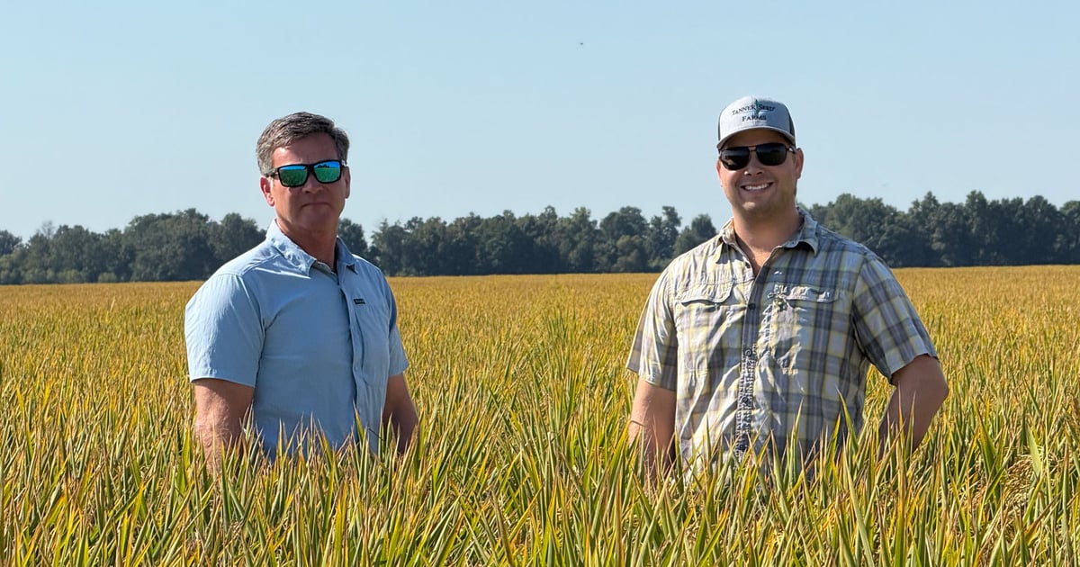 Horizon Ag unveils new Provisia rice varieties