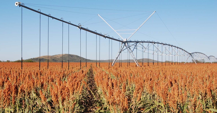 Irrigated-sorghum-producers see crop insurance change