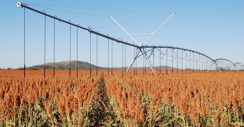 Irrigated-sorghum-producers see crop insurance change Irrigated-sorghum-producers see crop insurance change