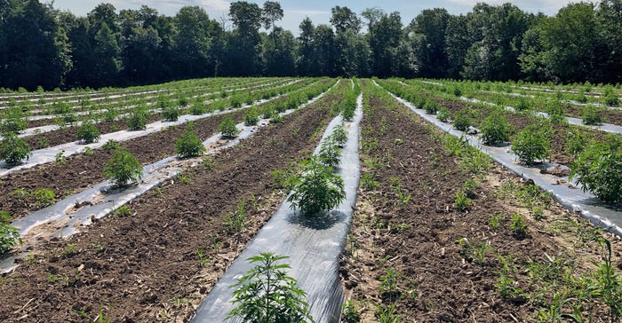rows of young hemp plants in a field