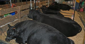 black beef cattle lying in stalls