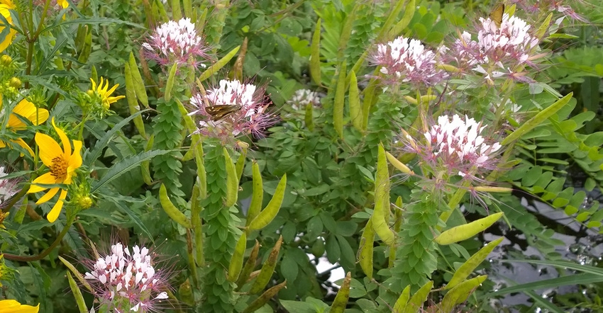 red whiskers plant red whiskers plant