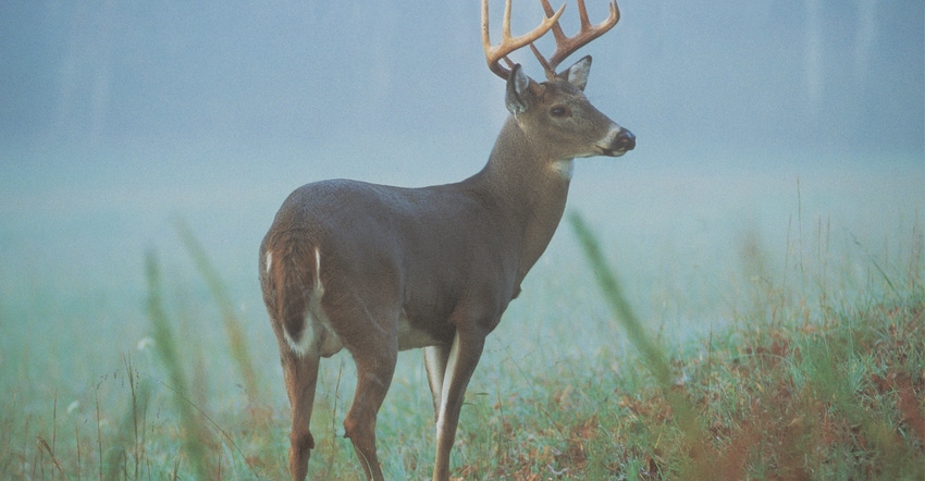 deer deer