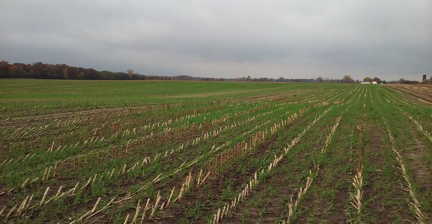 Fall-planted acres of ryelage and triticale in Brandon, Wis.
