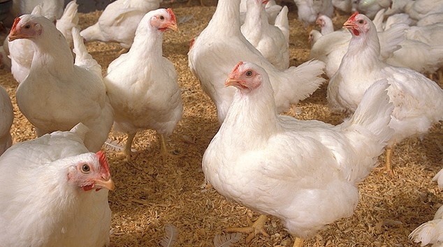 Chickens Chickens