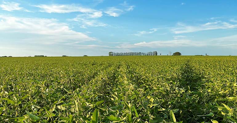 Brazil soybean field