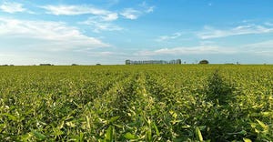 Brazil soybean field