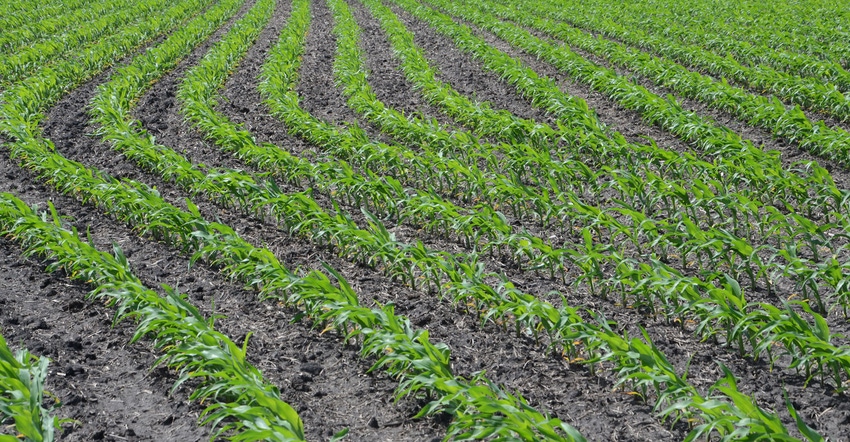 View of rows of young corn plants in field