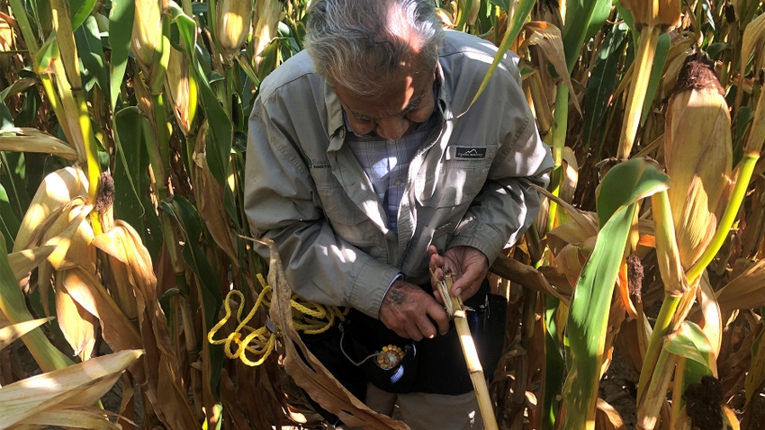 Dave Nanda preparing to slice open a cornstalk