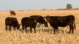 Beef cows grazing corn residue in a field