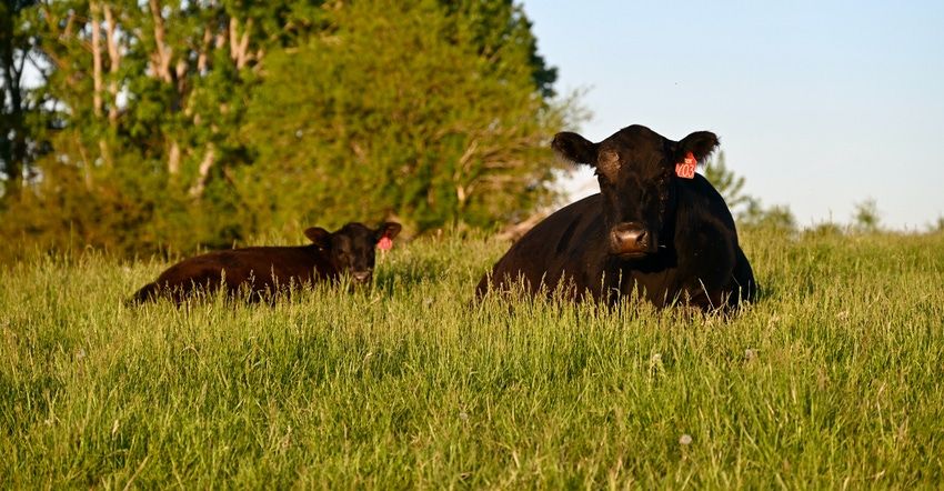 cows lying in pasture cows lying in pasture