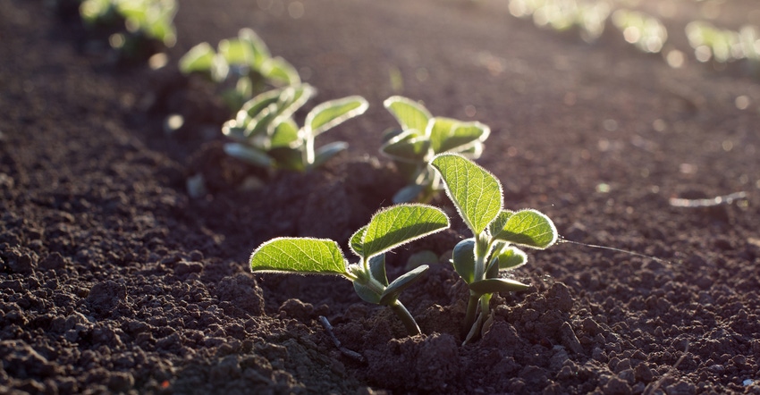 Soybean seedlings Soybean seedlings