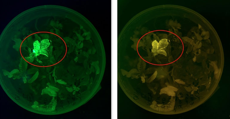 Multi-spectral image of gene stack allowing plant to fluoresce when under stress