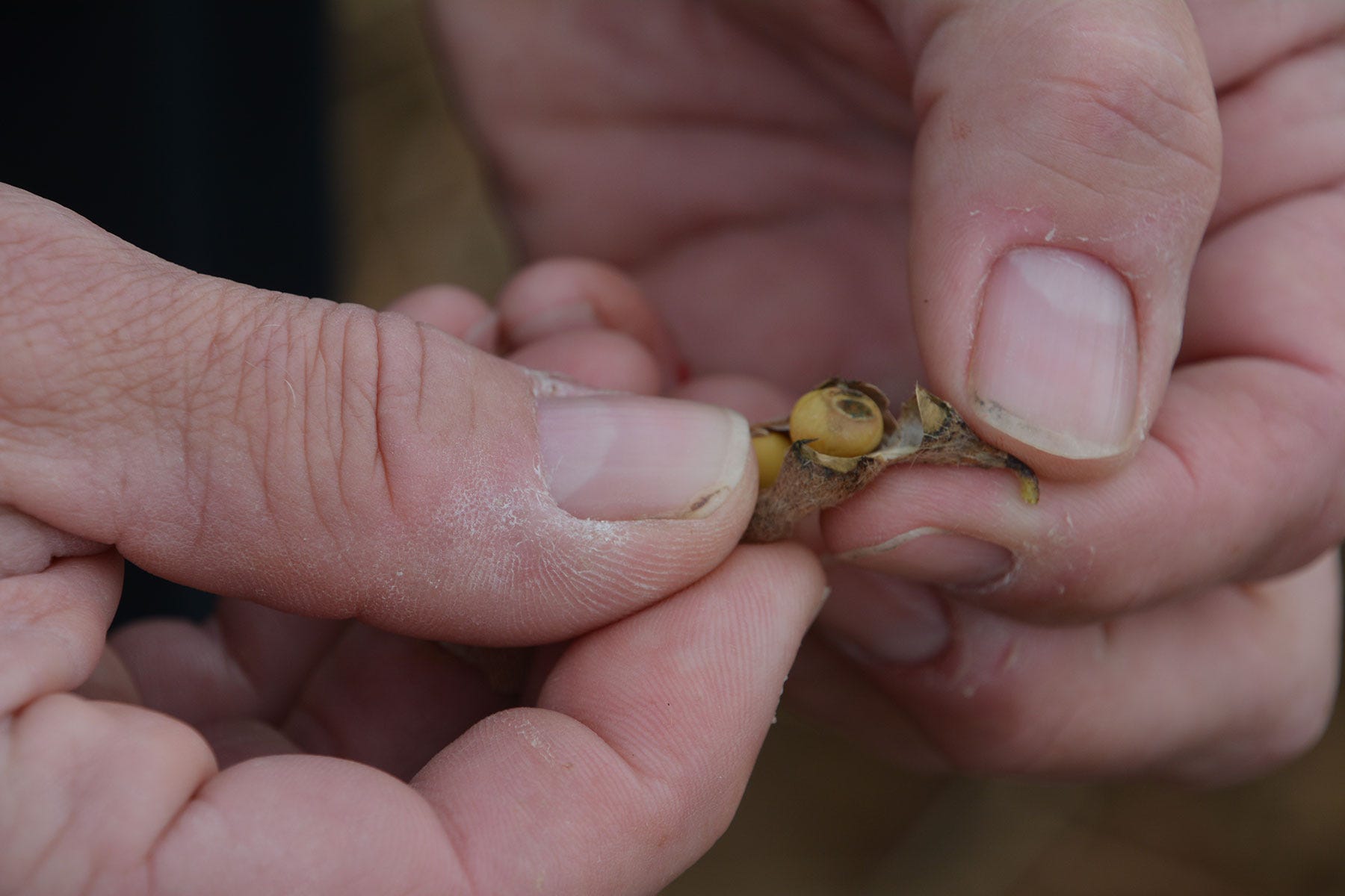 hands holding a soybean seed with insect damage