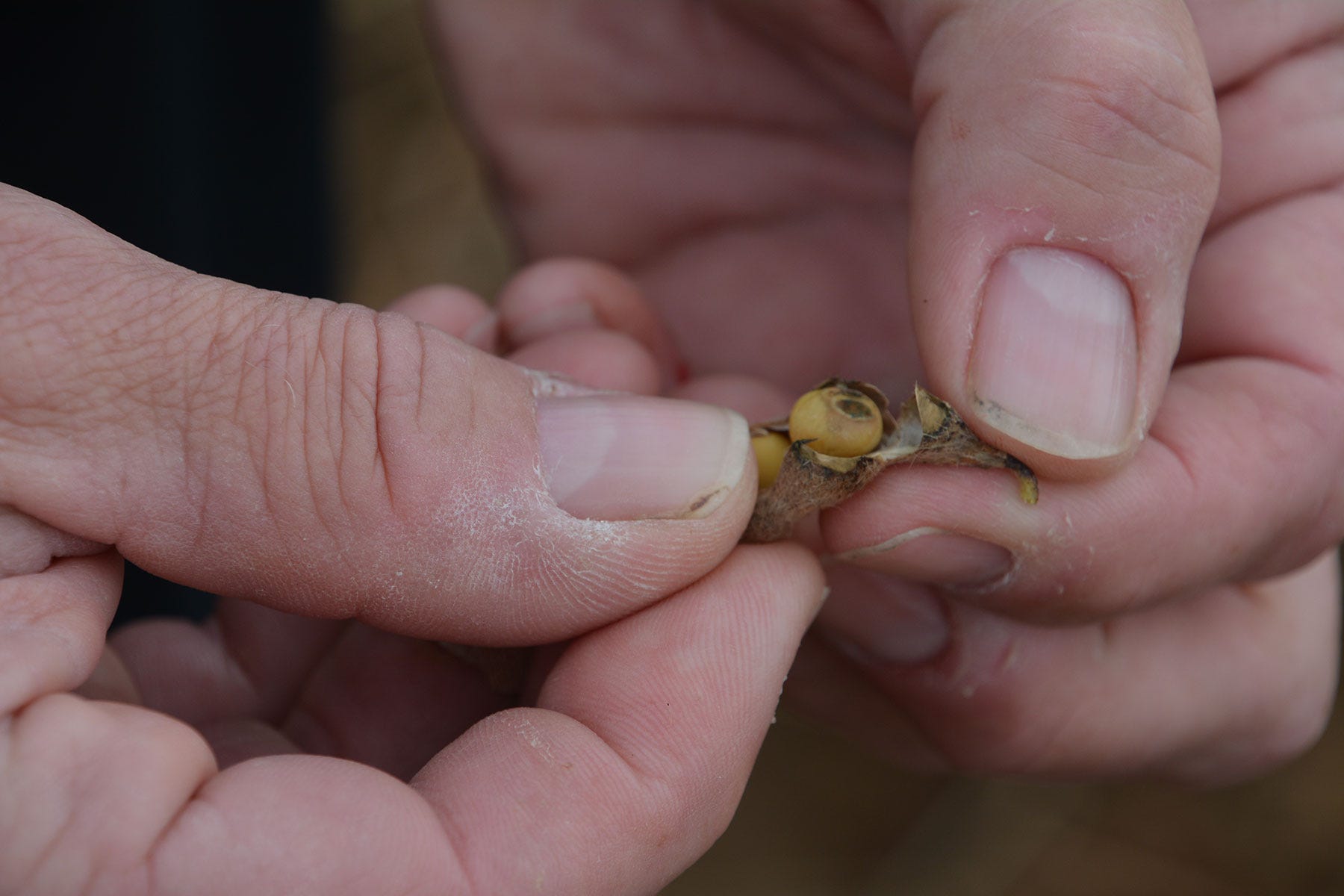hands holding a soybean seed with insect damage hands holding a soybean seed with insect damage