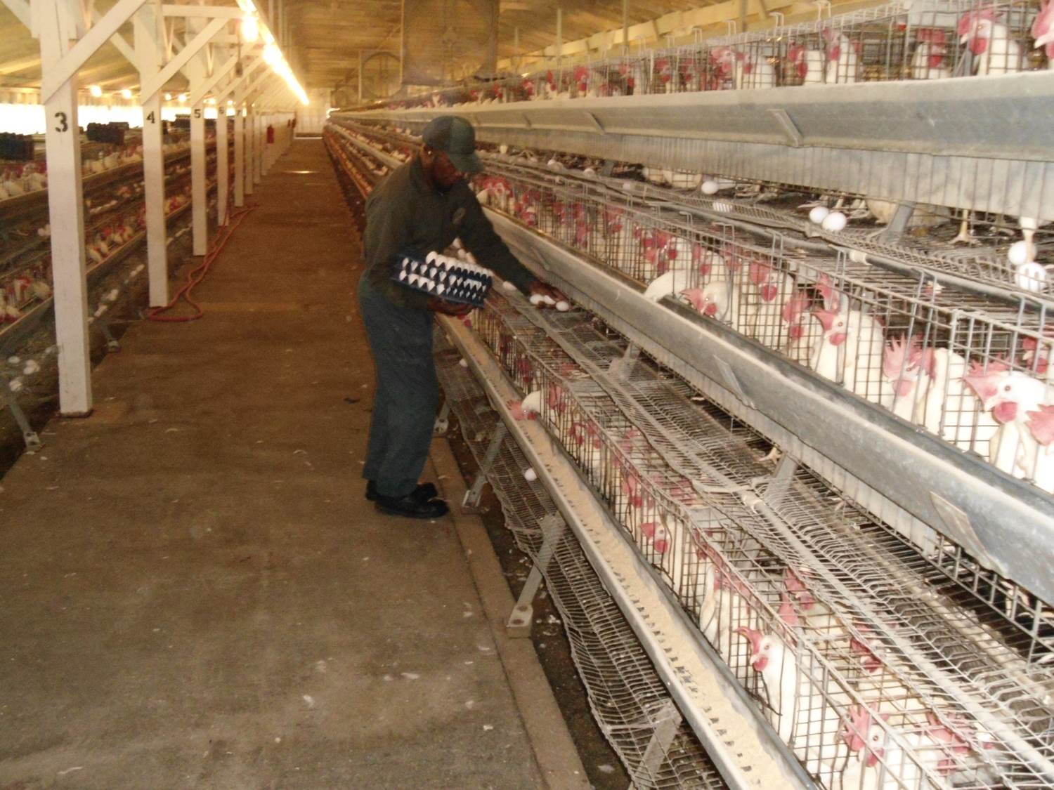 Caledonia Where prisoners have grown their food for 125 years