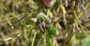 stinkbug on soybean pod