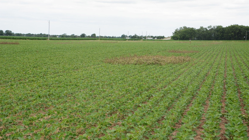 A wide landscape photo of a soybean field and surrounding rural area