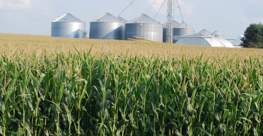 field of corn with silos in distance