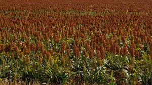 sorghum fields