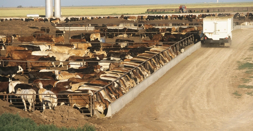 Cattle in a feedlot Cattle in a feedlot