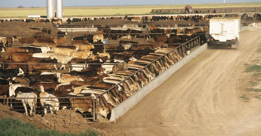 Cattle in a feedlot