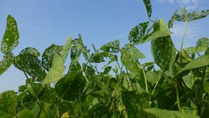 soybean leaves affected by defoliation