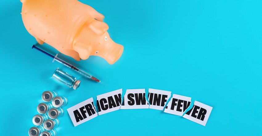 swine with syringe and vaccine and broken wording of african swine fever