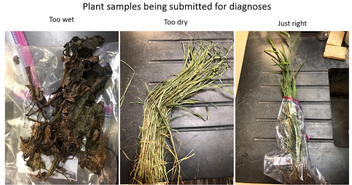 Quality plant samples yield best diagnostic results